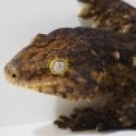 dennislizard