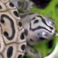 neoterrapin