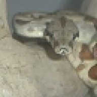 Thorsnake