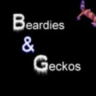 xbeardies-geckosx