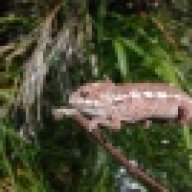 geckondeal