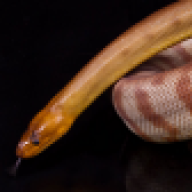 oobii