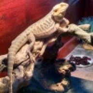 RegalBeardedDragons
