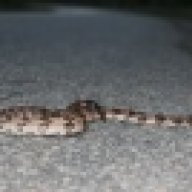 Eastcoast_Herps