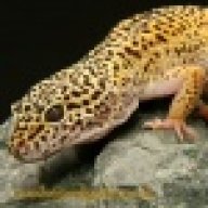 Ajlang15