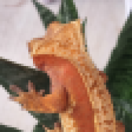 Grippin Geckos Canada