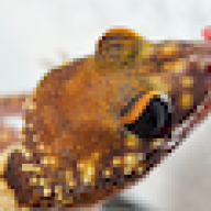 Reptiles4TW