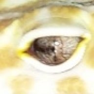 motherofgeckos