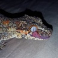 gargoyleosaurus