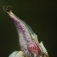 diablomantis