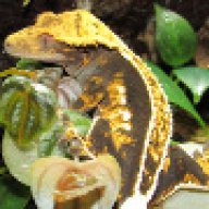 DoubleHelixGeckos
