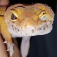 mandarino.leos