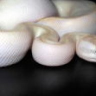jnjreptile
