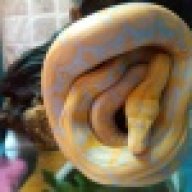 Rottsie