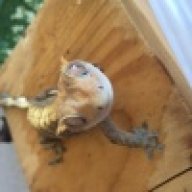 skinandscales