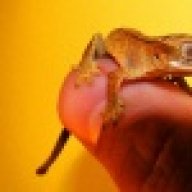 Geckosandcoolstuff