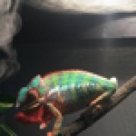 Shameleon15