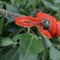 Canopy Lab Exotics