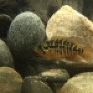 Troutjnky