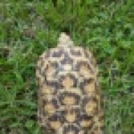 thattortoiseguy