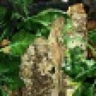 Ecastelot