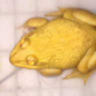 Gold_FROG