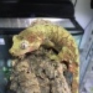 GeckoNerd