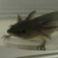 AxolotlWaddle