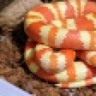 snakesareawesome78