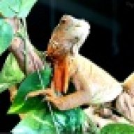 ScalesExoticPets