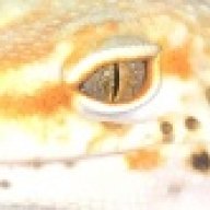 TheGeckoLab