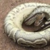 Big worm