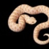 Snakes58