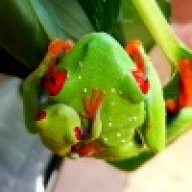 JohnsFrogs