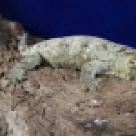 MagicCityGeckos