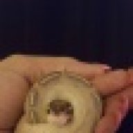 potatoren