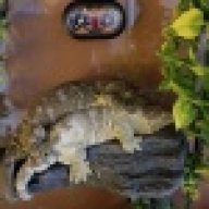 Leachianus