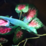 ToothAndScaleExotics