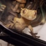 Roux