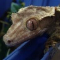 Osteoderm912