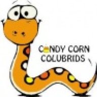 Candy Corn Colubrids