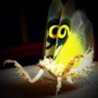 whiterabbit71