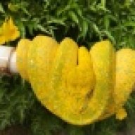 MandatoryMorelia