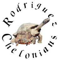 Rodriguez Chelonians