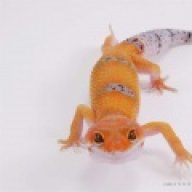 Qualitygeckos