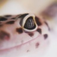 Smallhouse Geckos