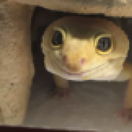 madsquirrel