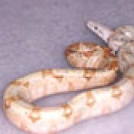 LizardKing