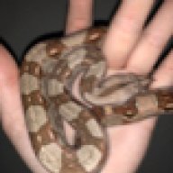 Karliereptiles