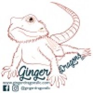 Gingerdragons